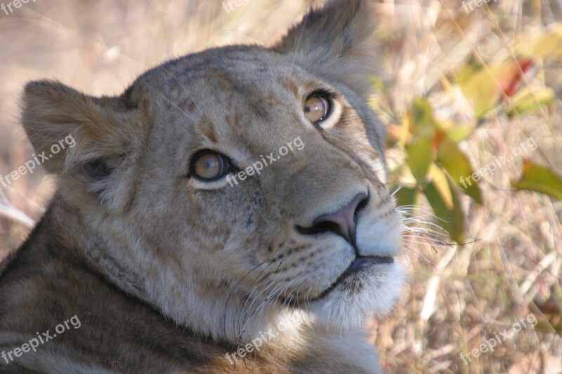 Lion Lioness Wildlife Cat Safari