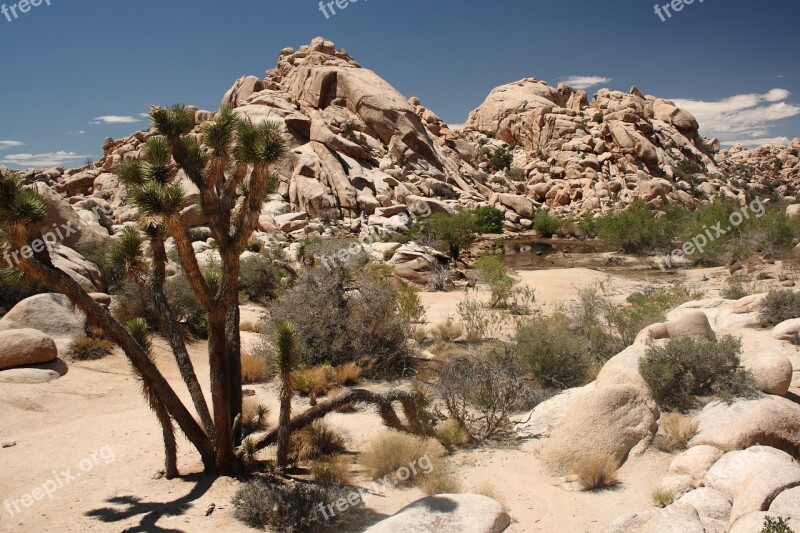 Joshua Tree National Park Big Horn California Usa