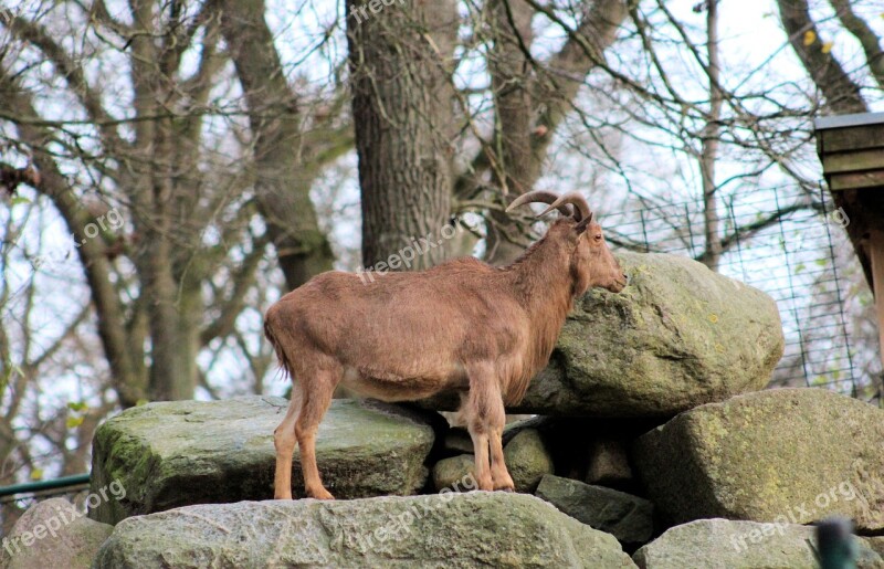 Capricorn Animals Fur Mammal Livestock