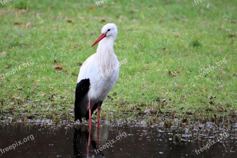 Stork Rattle Stork Zoo Animal Animal World