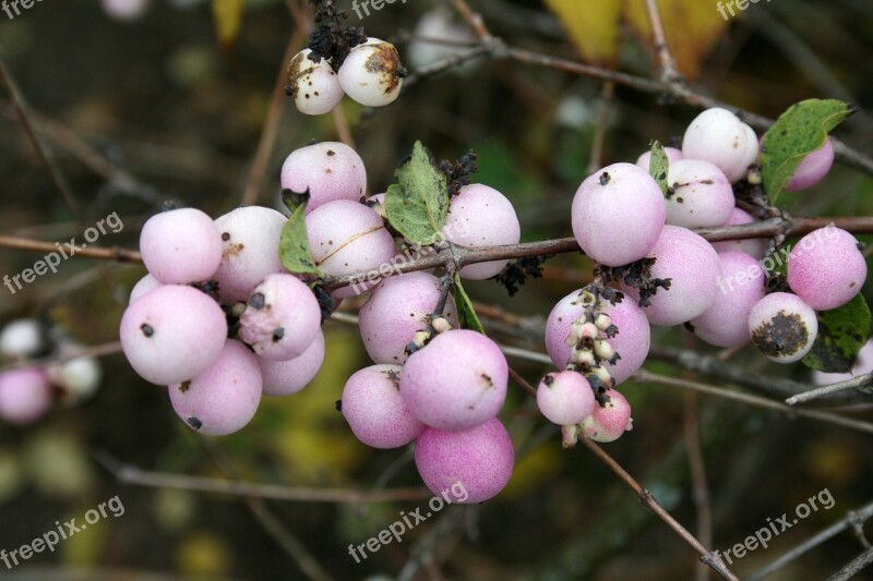 Bush Crop Pale Purple Berry Berries