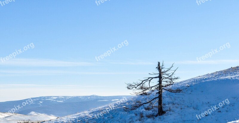 Mountain Tree Single Dried Dry Tree