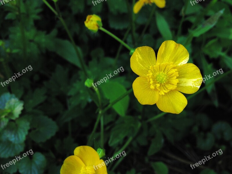 Buttercup Yellow Nature Plant Green