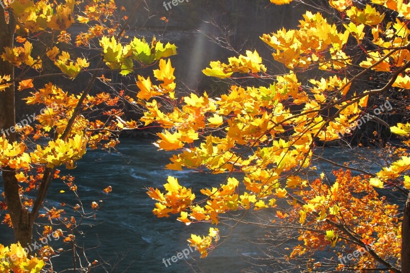 Fall Nature Autumn Yellow Fall Leaves