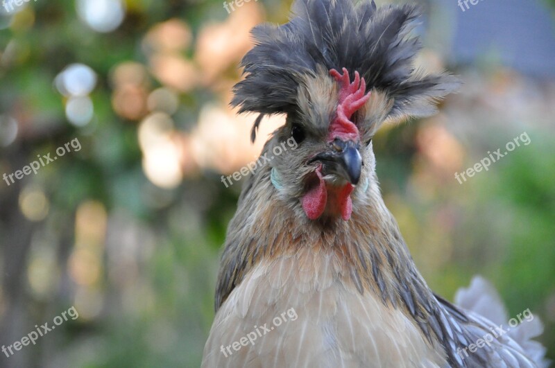 Hen Brabant Hen Low Court Poultry Garden