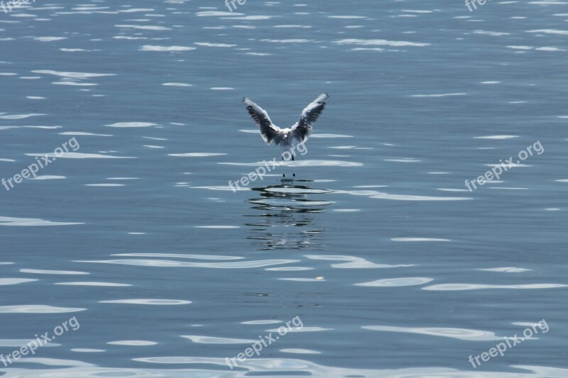 Bird Gull Wass Water Bird Seagull