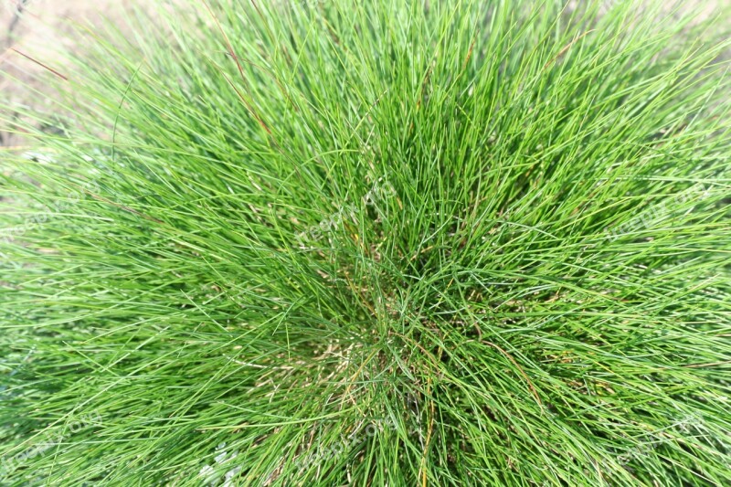 Meadow Fescue Festuca Grass Decorative Free Photos