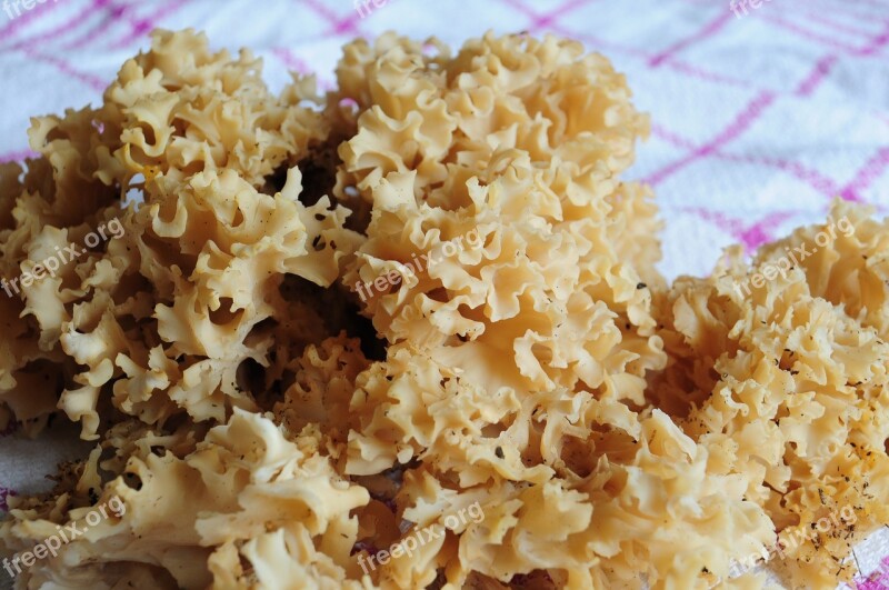 Mushroom Edible Cauliflower Mushroom Forest Food