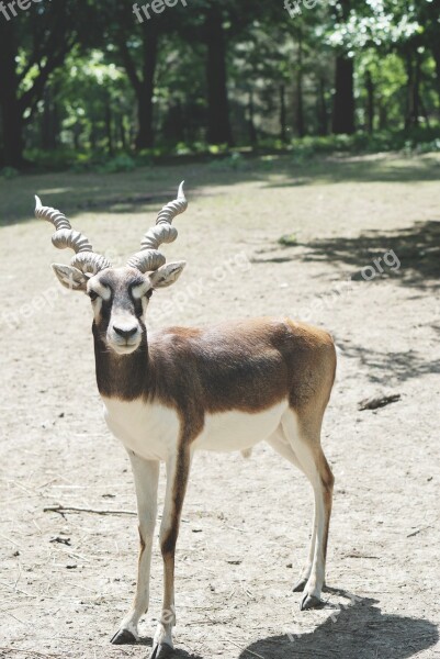 Animal Nature Horns Country Park