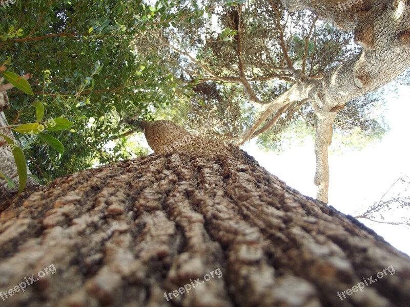 Tree Tree Bark Forest Wood Nature