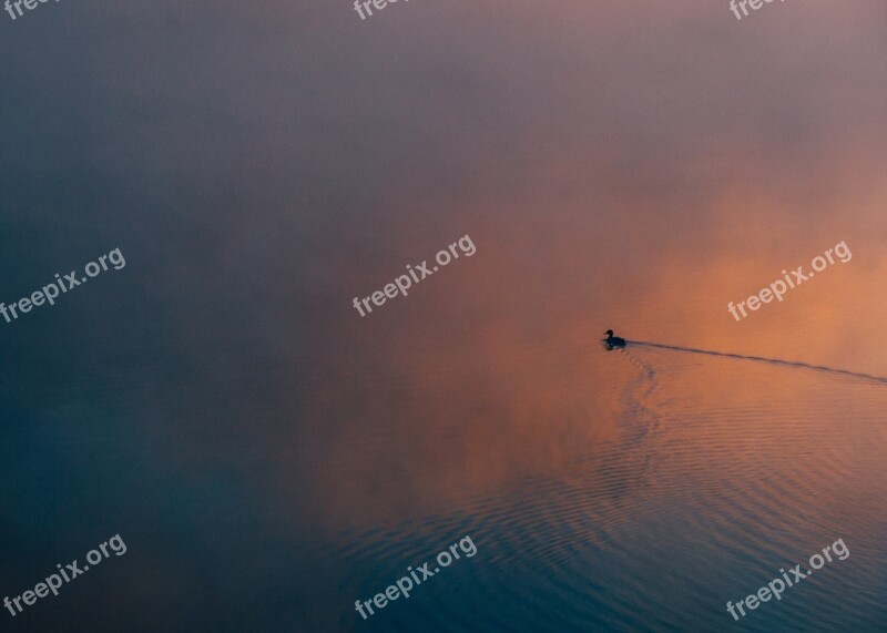 Sunset Duck Alone Quiet Water