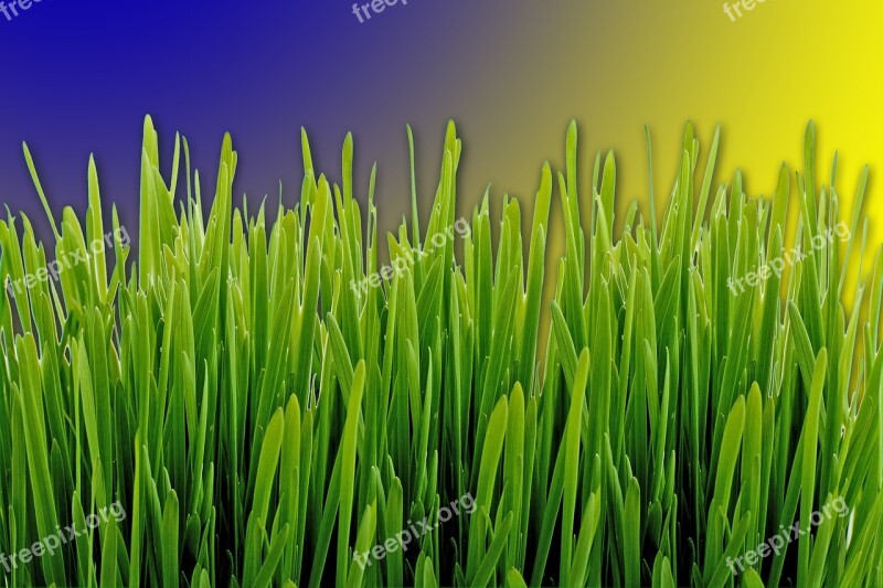 Grass Meadow Green Forest Nature