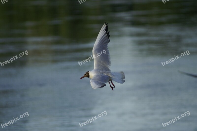 Seagull Bird Freedom Nature Water