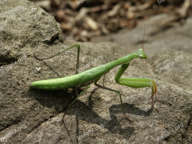 Mantis Insects Nature Insect Macro