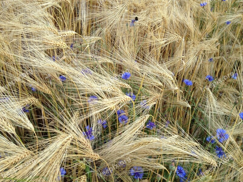 Cereals Grain Meadow Cornflowers Summer