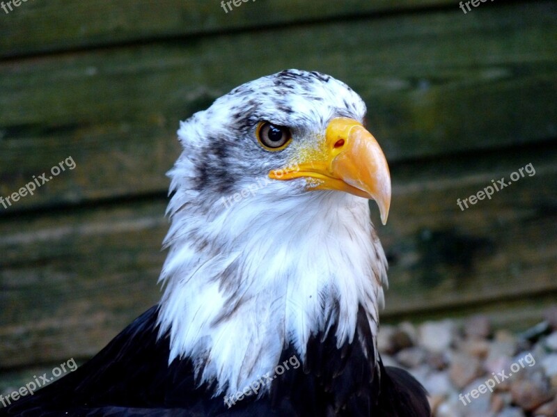 Eagle Raptor Bird Free Photos