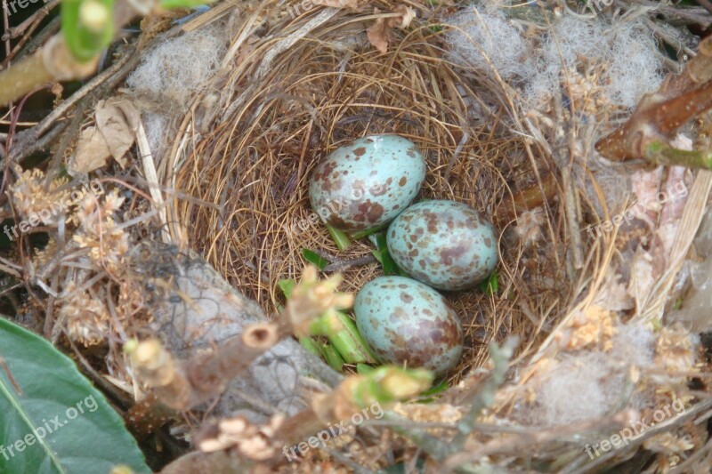 Birds Nest Close Wildlife Animal Life