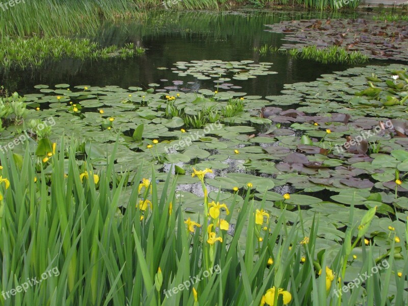 Yellow Flag Yellow Iris Water Flag Iris Pseudacorus Pond