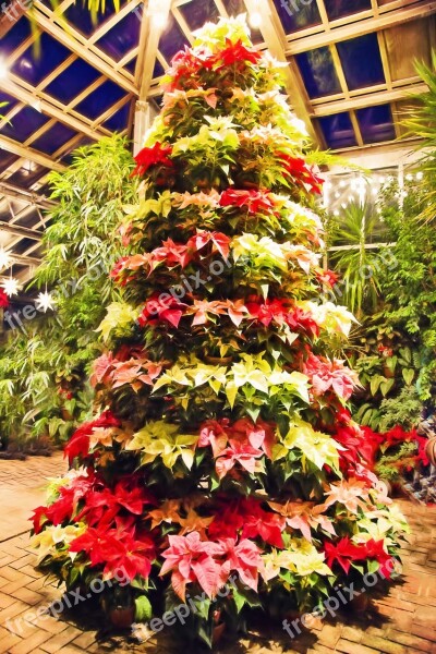 Poinsettia Tree Poinsettias Christmas Lights Holiday