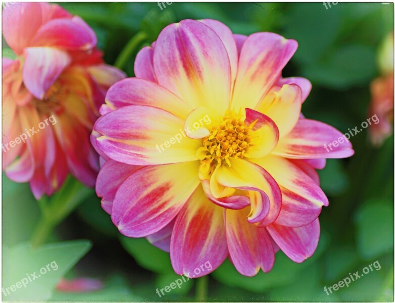 Dahlia Flower Blossom Bloom Dahlia Garden