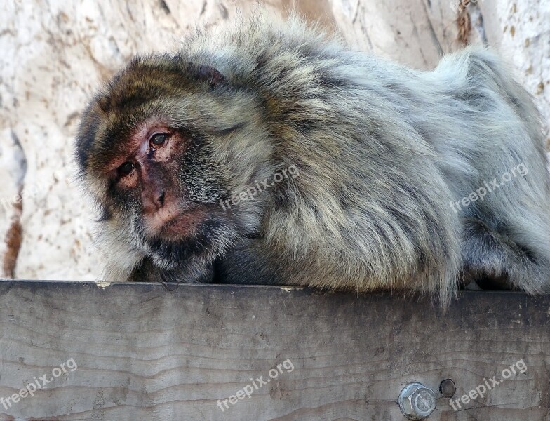 Barbary Macaque Gibraltar Animal Mediterranean Tourism