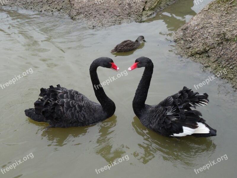 Swans Love Symbol Two Couple