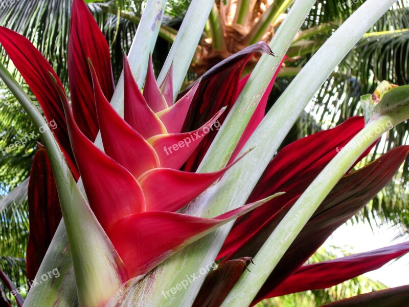 Heliconia Caribaea Heliconia Lobster Claw Flower Red