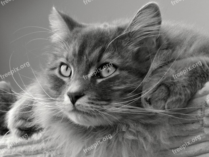 Cat Siberian Tomcat Free Photos