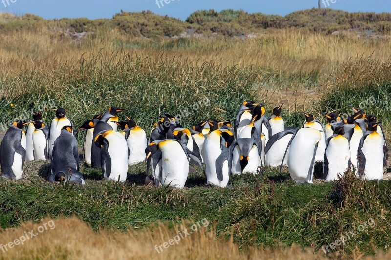 Patagonia Penguins Animals King Penguin Free Photos