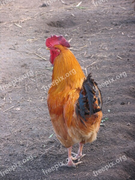 Poultry Barton Cock Winged Pets