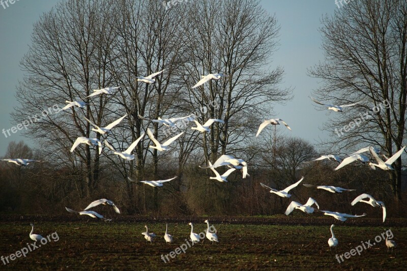 Swan Whooper Swan Flock Of Birds Flight Migratory Bird