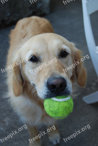 Dog Love Ball Animal Portrait Free Photos