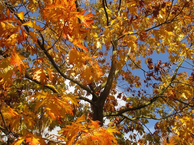 Tree Autumn Leaves Yellow Fall Color