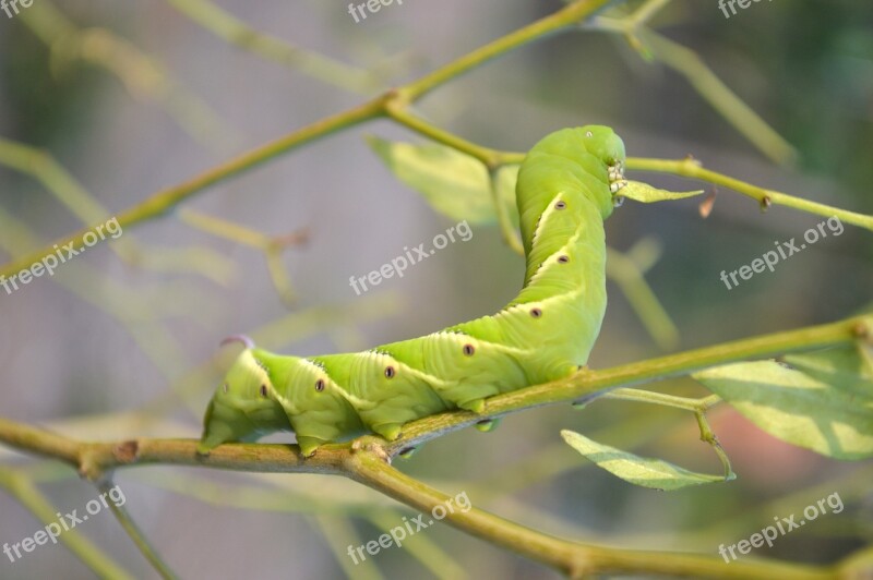 Nature Caterpillar Guyana Free Photos