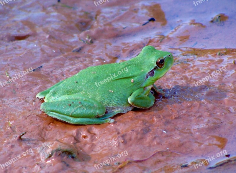 Frog Green Amphibians Animals Free Photos