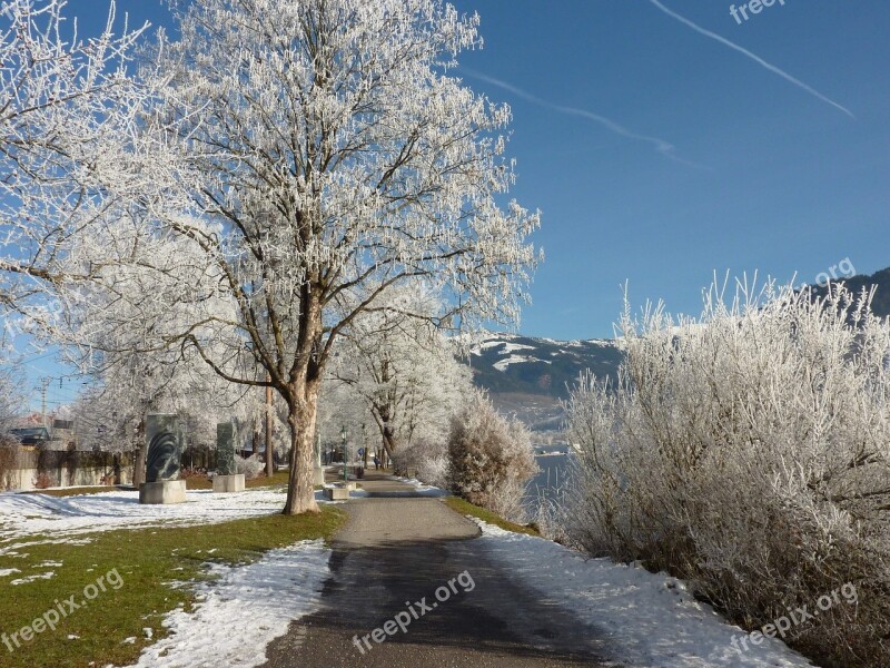 Wintry Snow Tree Winter Cold