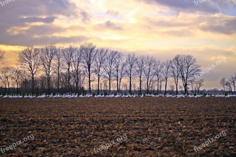 Sky Clouds Swans Whooper Swan Bird