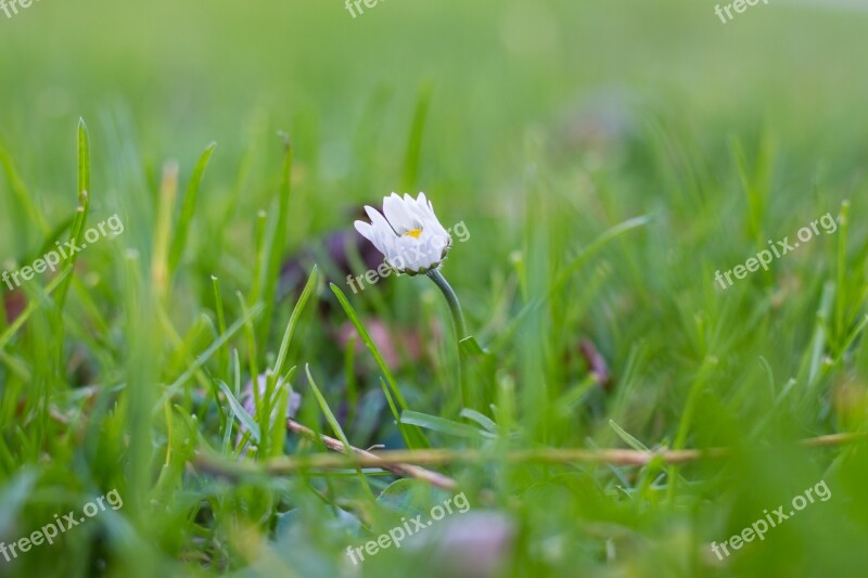 Flower Daisy Grass Bear Fruits