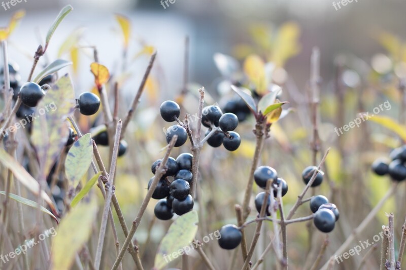 Berries Fruits Tree Forest Green