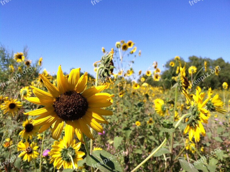 Fall Autumn Sunflower Blue Sky Field