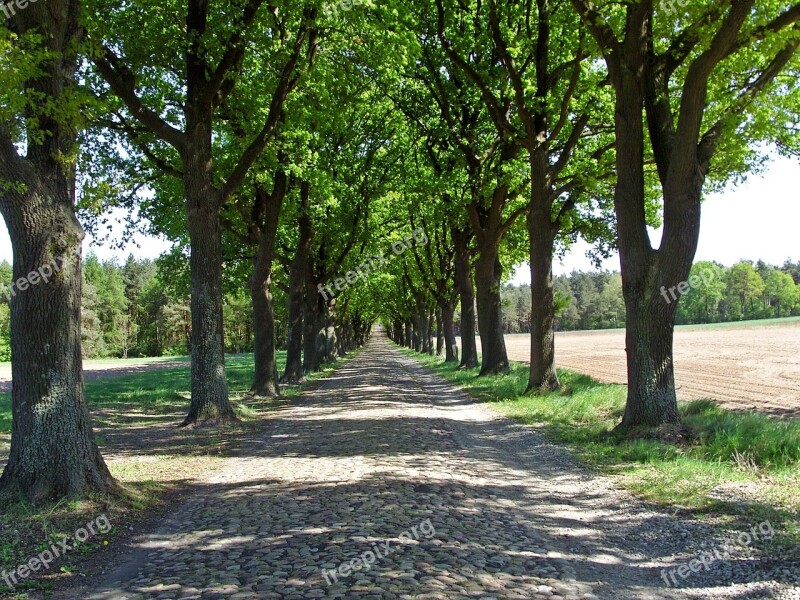 Historical Road Verden Of All Avenue Trees Tree Lined Avenue