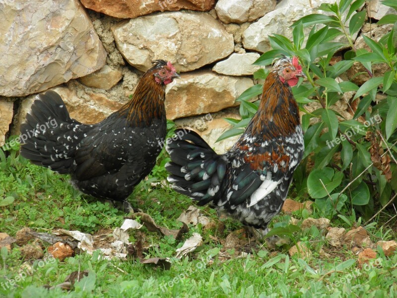 Bantams Chicken Poultry Dutch Bantams Farm