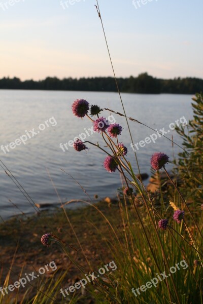 Lake Sweden Calm Serenity Summer