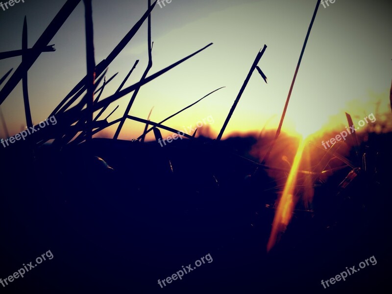 Sunset West The Sun Nature Grass