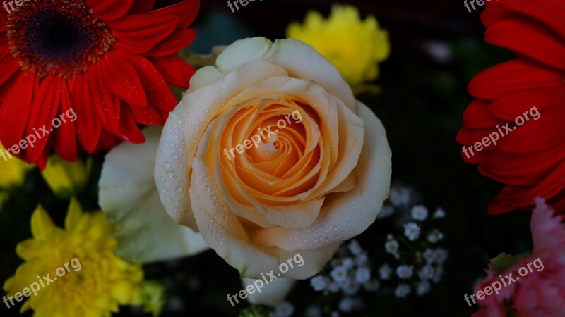 Rose Flowers Nature Beauty Aroma