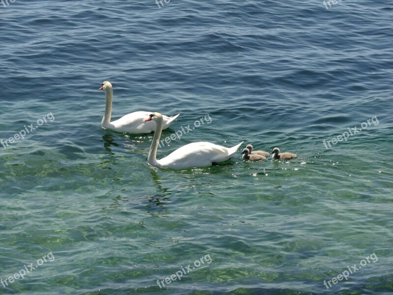 Swans Ducks Geese Animals Duck Family