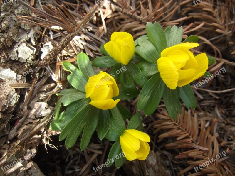 Spring Winterling Yellow Early Bloomer Harbinger Of Spring