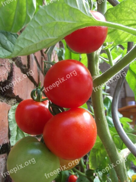 Tomato Plant Vegetables Food Healthy