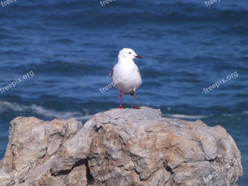 Seagull Bird Rock Nature Ocean