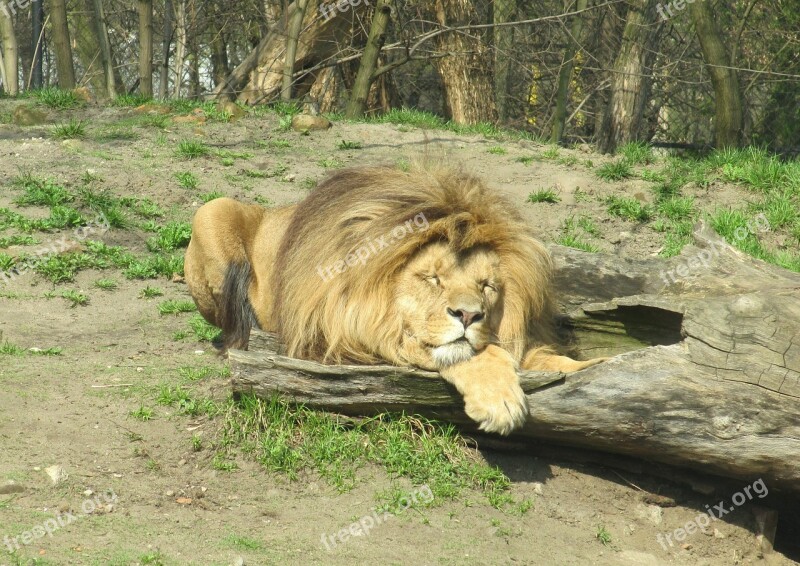 Lion Wild Animals Zoo Zoological Garden Nature